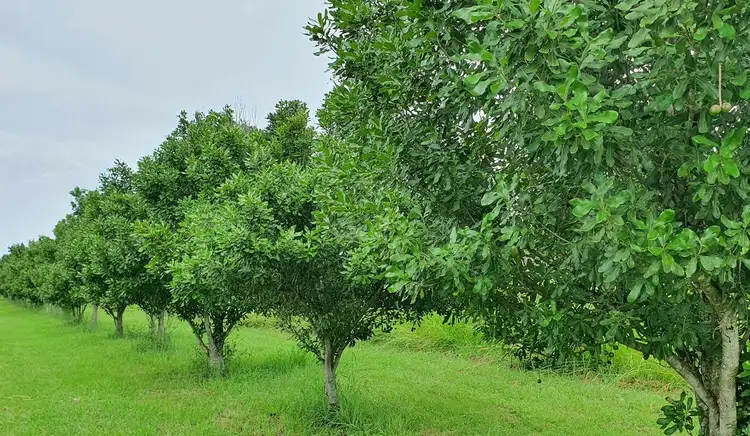 Fifth view of Homely rural property listing, 1306 Collins Creek Road, Kyogle NSW 2474