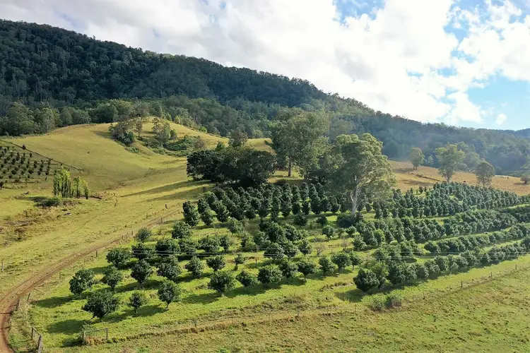 Sixth view of Homely rural property listing, 1306 Collins Creek Road, Kyogle NSW 2474