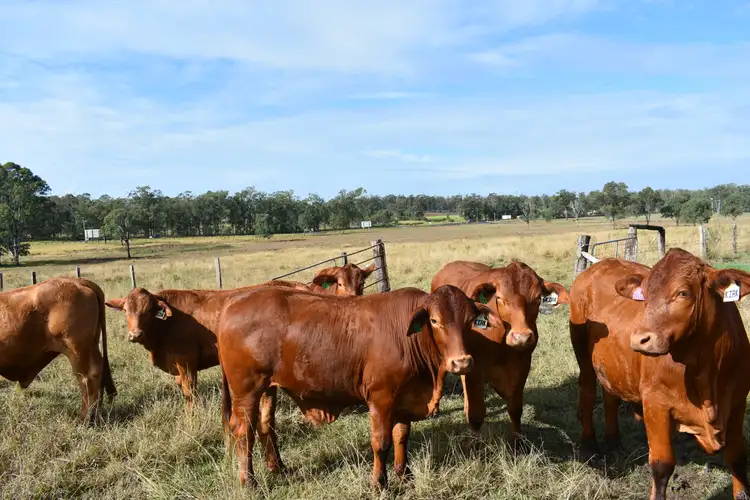 Fifth view of Homely rural property listing, Lot 3 Bruce Hwy, Tinana South QLD 4650
