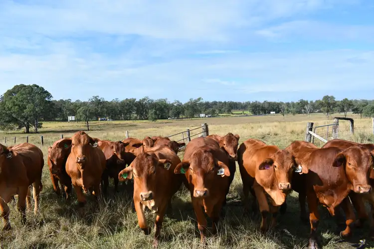 Seventh view of Homely rural property listing, Lot 3 Bruce Hwy, Tinana South QLD 4650