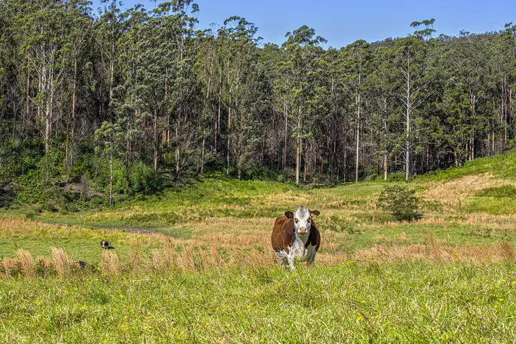 Third view of Homely house listing, 436 Maras Creek Road, Utungun NSW 2447