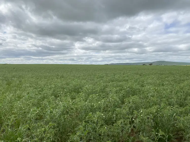 Second view of Homely rural property listing, * Mundoora Boundary Rd, Mundoora SA 5555