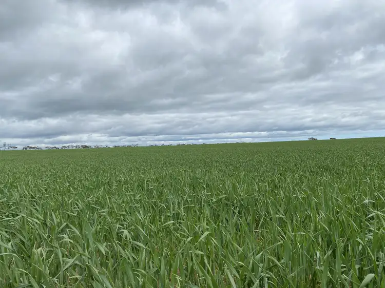 Sixth view of Homely rural property listing, * Mundoora Boundary Rd, Mundoora SA 5555
