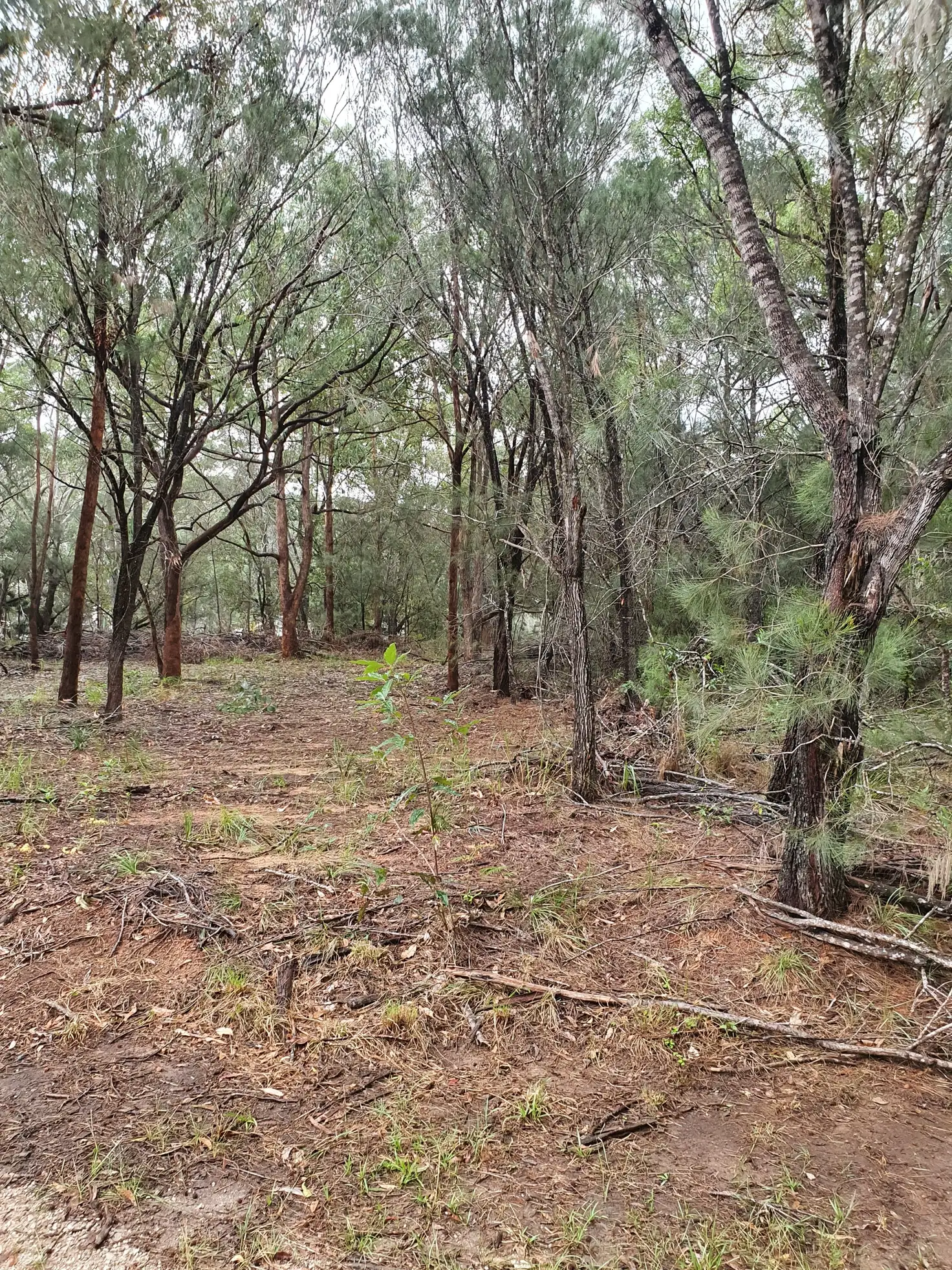 Main view of Homely land listing, 55 Hemp Hill Rd, Russell Island QLD 4184