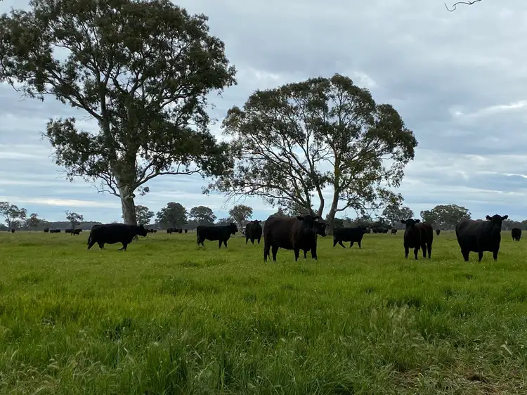 Second view of Homely rural property listing, Section/34 & 36 Crooked Lane, Bool Lagoon SA 5271