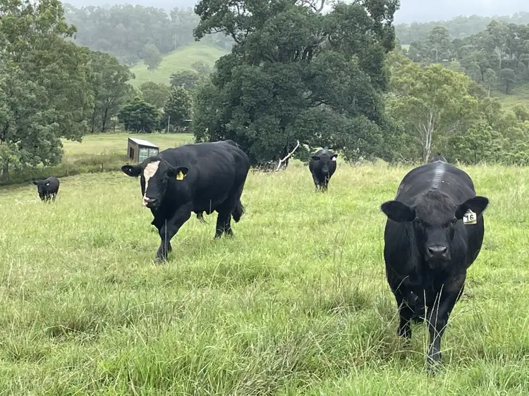 Third view of Homely rural property listing, 403 Wyndham Creek Road, Kyogle NSW 2474