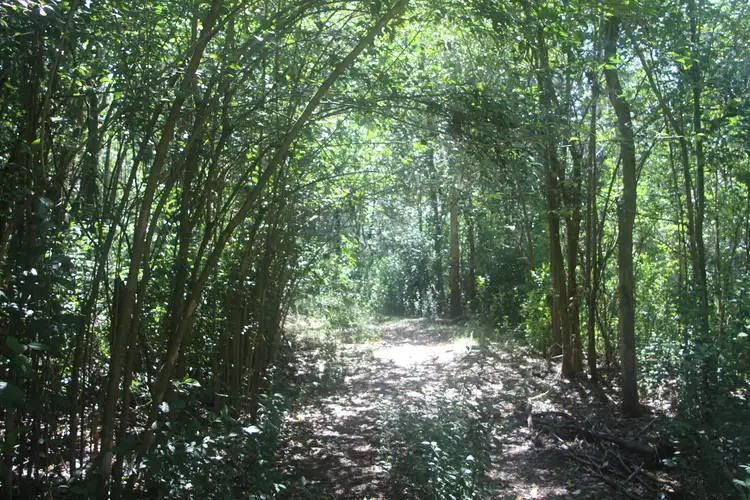 Third view of Homely rural property listing, 40 Bakers Rd, Mount Colliery QLD 4370