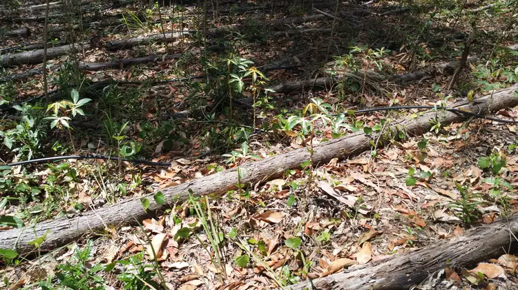 Seventh view of Homely land listing, 58 Cook Av, Russell Island QLD 4184