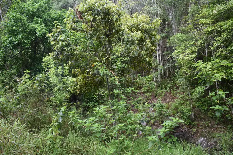 Fourth view of Homely land listing, Lot 184 Mountain Rd, Bauple QLD 4650