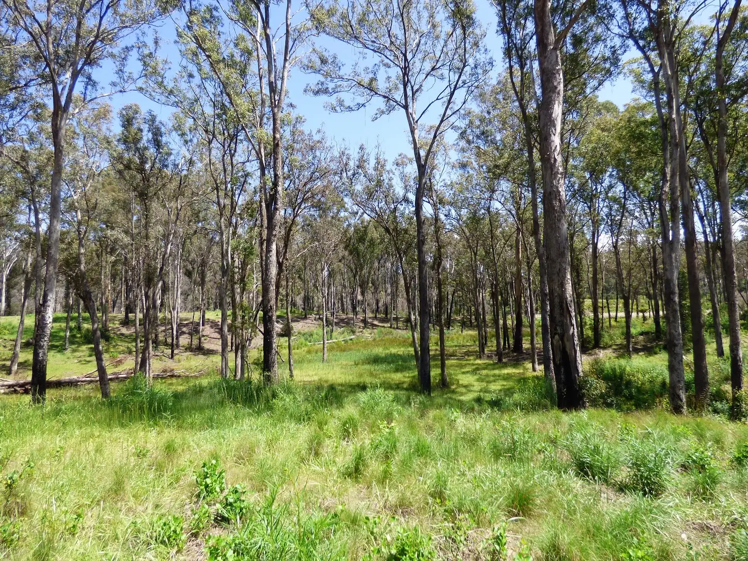 Main view of Homely rural property listing, Lot 10 Nullica Short Cut Road, Boydtown Via, Eden NSW 2551