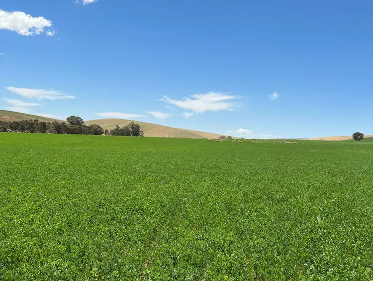Third view of Homely rural property listing, 348 Humphris Rd, West Bundaleer SA 5491