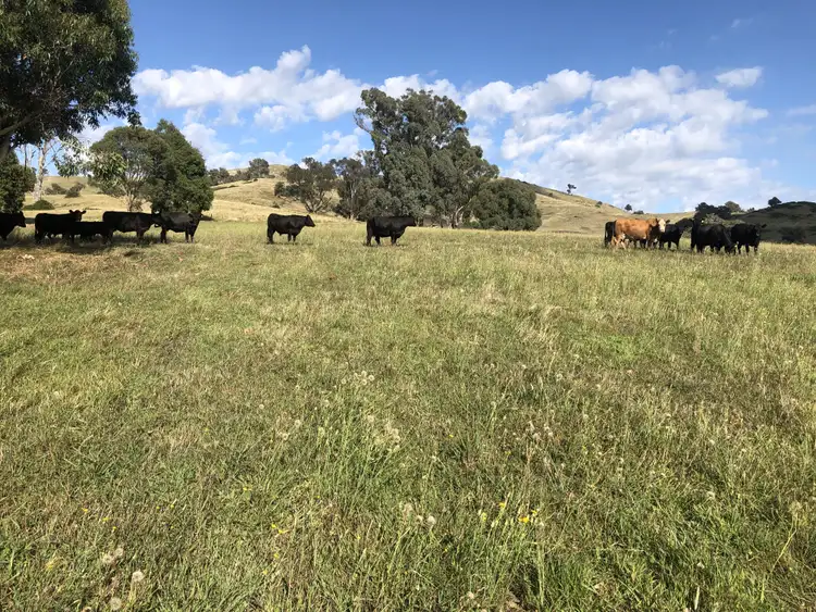 Fifth view of Homely rural property listing, 'Quongs'/Cnr Sandy Creek Rd & Holloways Lane, Sandy Creek VIC 3695