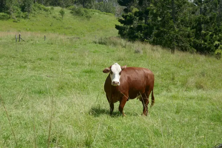 Fifth view of Homely rural property listing, 4135 Summerland Way, Kyogle NSW 2474