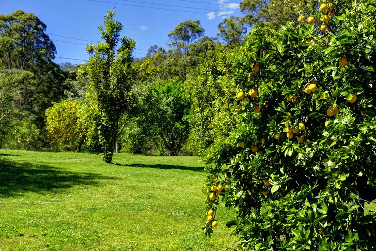 Sixth view of Homely rural property listing, 4096 The Bucketts Way, Krambach NSW 2429