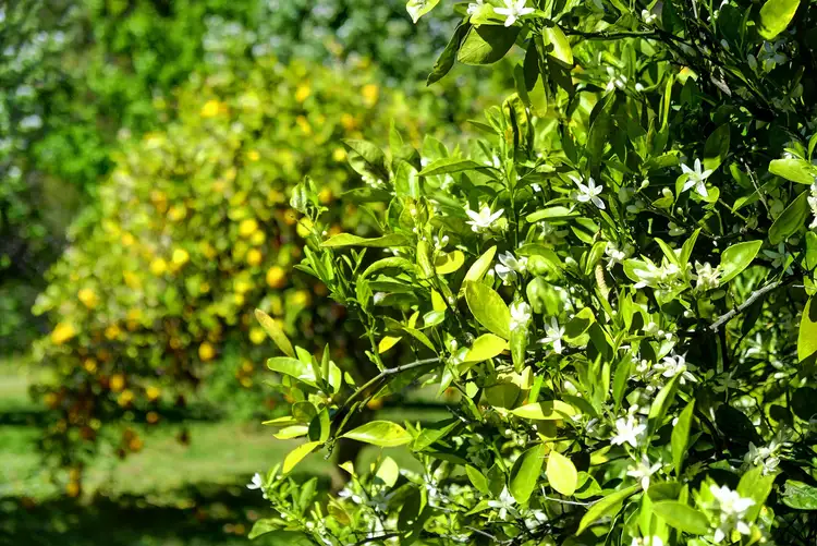 Seventh view of Homely rural property listing, 4096 The Bucketts Way, Krambach NSW 2429