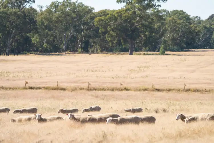Second view of Homely rural property listing, 'Billabong Park'/1591 Walbundrie Rd, Walla Walla NSW 2659