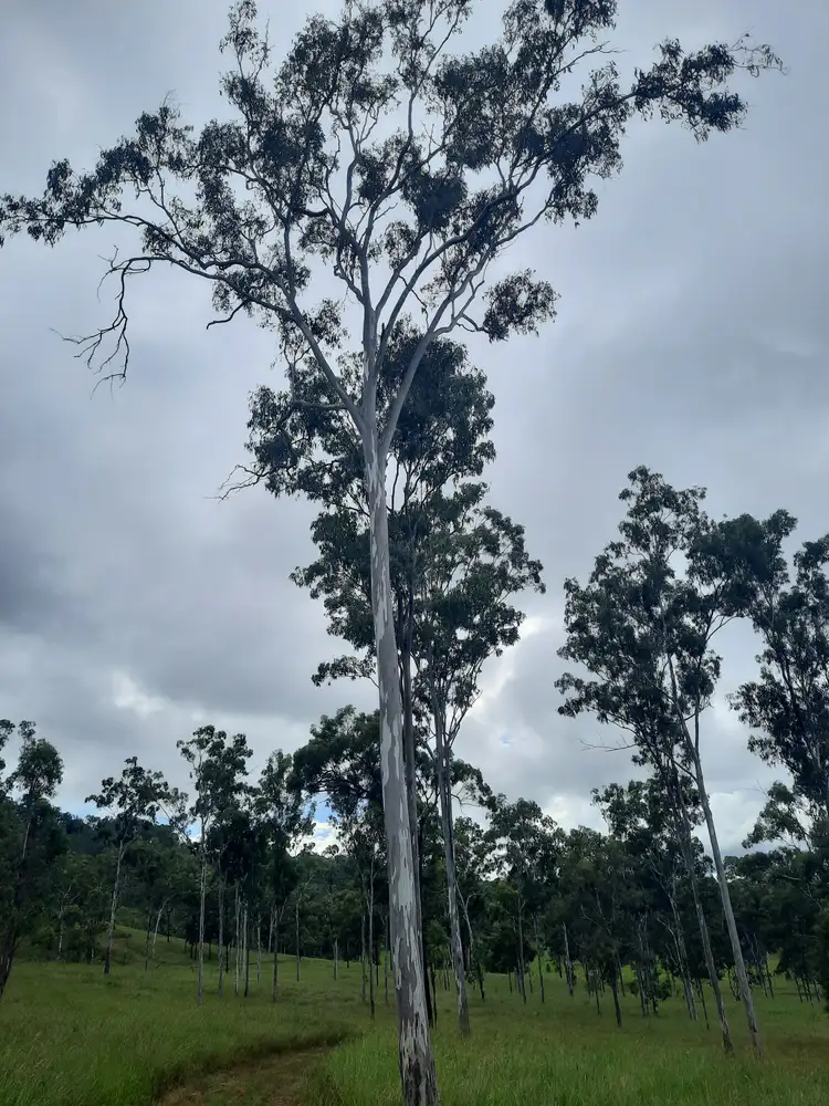 Main view of Homely land listing, Lot 4 Gin Gin Mount Perry Road, Boolboonda QLD 4671