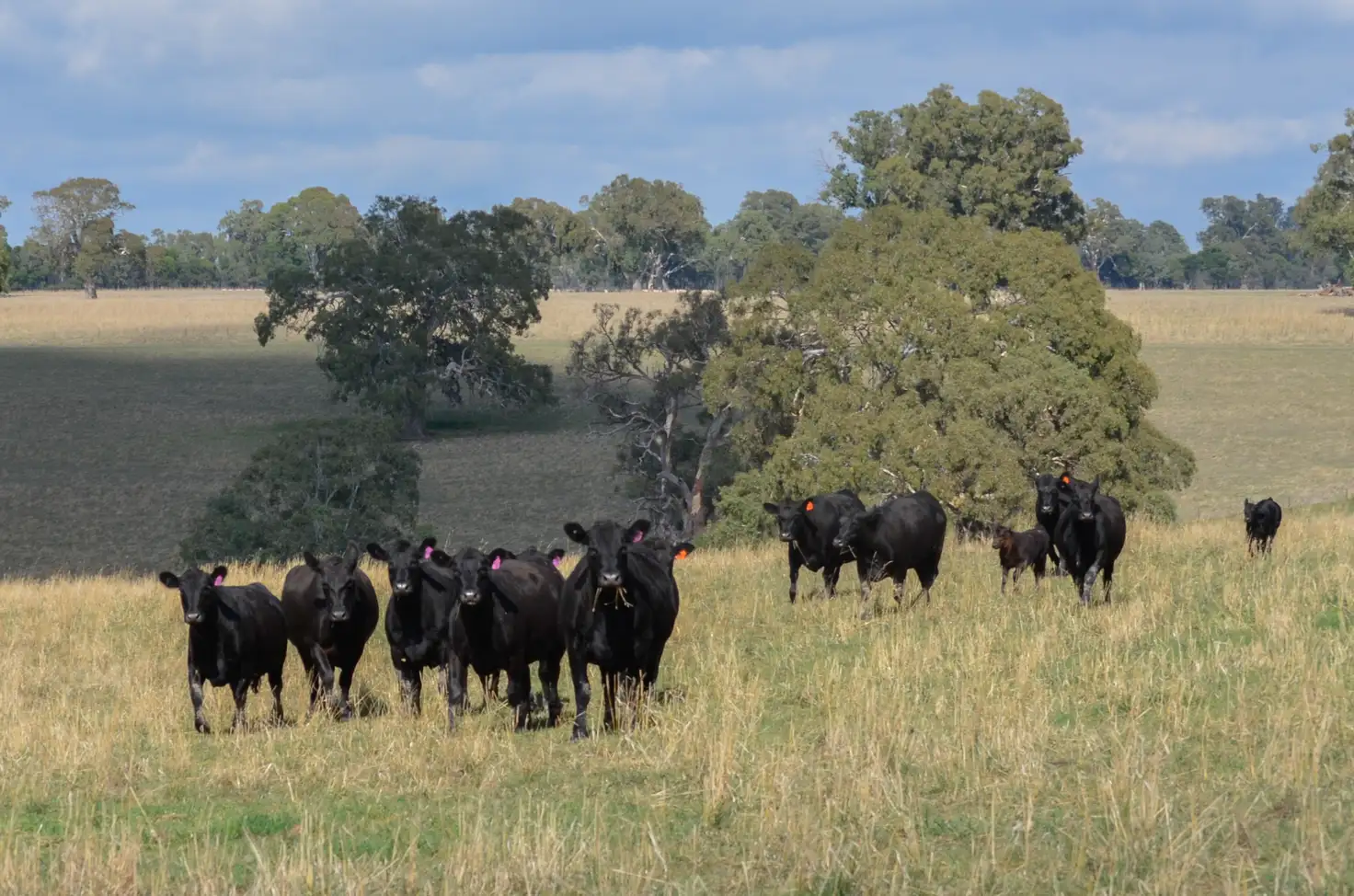 Main view of Homely rural property listing, 6575 Natimuk-Hamilton Rd, Balmoral VIC 3407