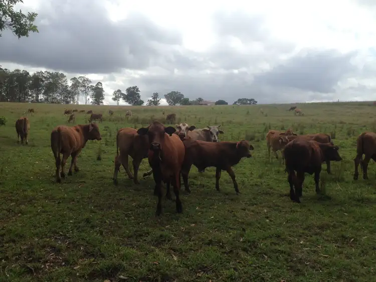 Seventh view of Homely rural property listing, 405 Nerada Road, Tinana South QLD 4650