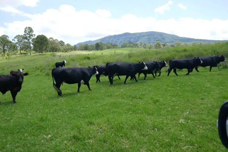 Sixth view of Homely rural property listing, 4294 Summerland Way, Kyogle NSW 2474