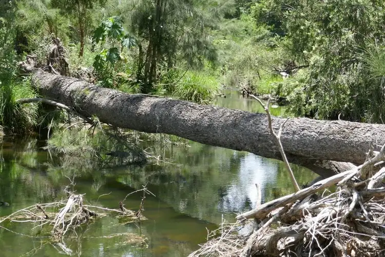 Fourth view of Homely rural property listing, 4294 Summerland Way, Kyogle NSW 2474