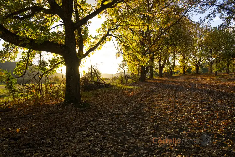 Sixth view of Homely land listing, Lot 12 Mcillree Street, Khancoban NSW 2642