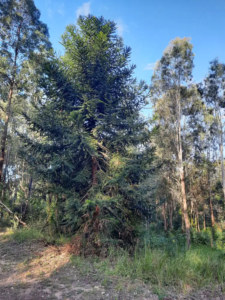 Main view of Homely land listing, 1678 Gaeta Rd, Gaeta QLD 4671