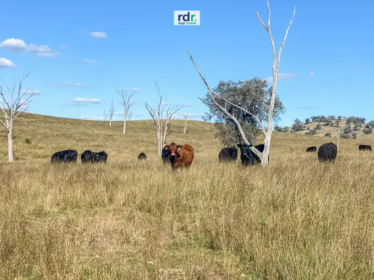 Third view of Homely rural property listing, 557 Pindari Dam Road, Inverell NSW 2360