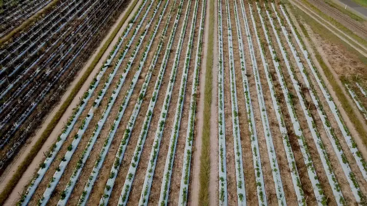 Fifth view of Homely rural property listing, LOT 2 Lindemans Rd, Moore Park Beach QLD 4670