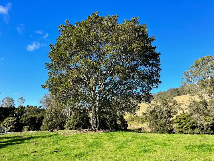 Fifth view of Homely land listing, 318 Hillyards Road, Kyogle NSW 2474