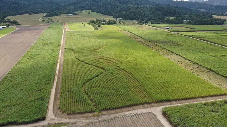 LOT 207 Old Tully Rd, Djarawong QLD 4854
