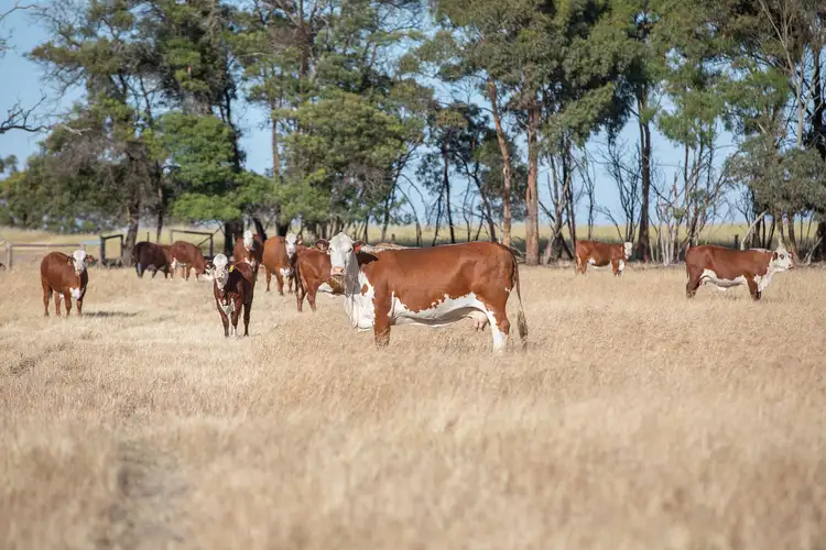 Seventh view of Homely rural property listing, 584 Saunders Rd, Spence SA 5271
