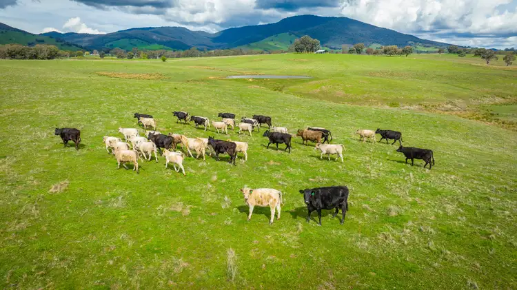 Fourth view of Homely rural property listing, 'Mongan's Paddock', Sandy Gully Road, Yackandandah VIC 3749