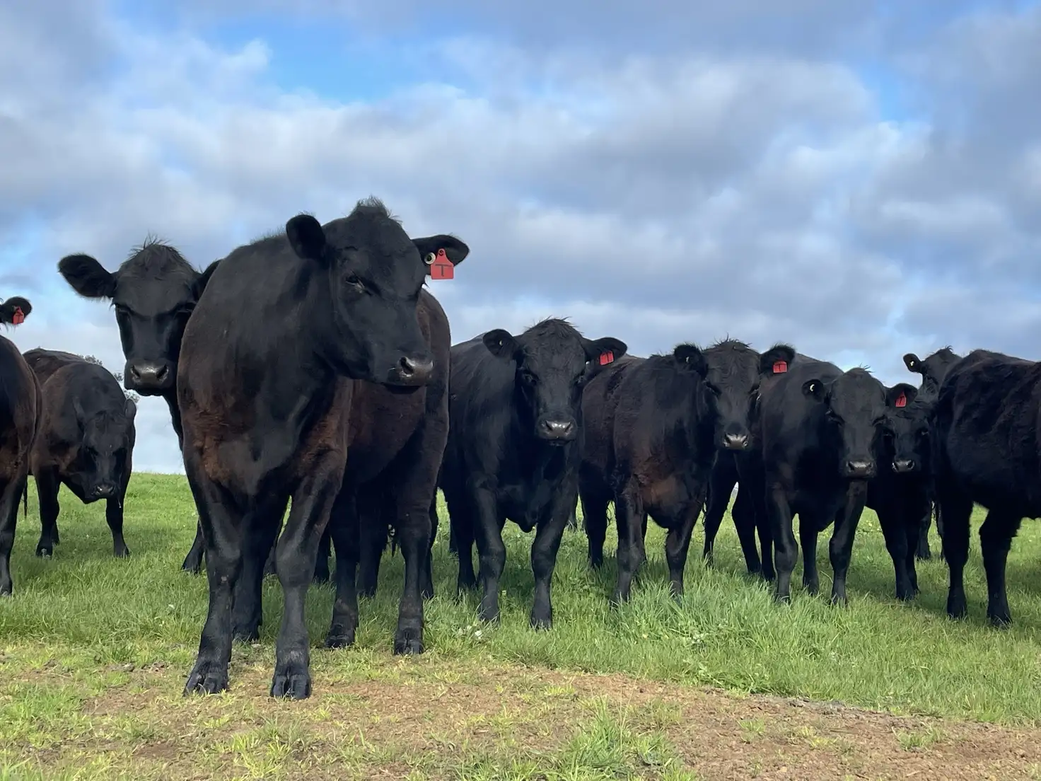 Main view of Homely rural property listing, 34 Widdicombe Rd, Bahgallah VIC 3312