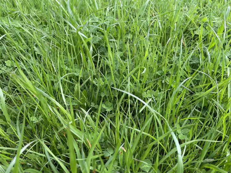 Second view of Homely rural property listing, 34 Widdicombe Rd, Bahgallah VIC 3312