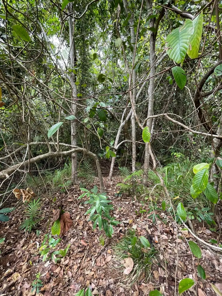 Fifth view of Homely land listing, 10 Volute Ct, Mission Beach QLD 4852
