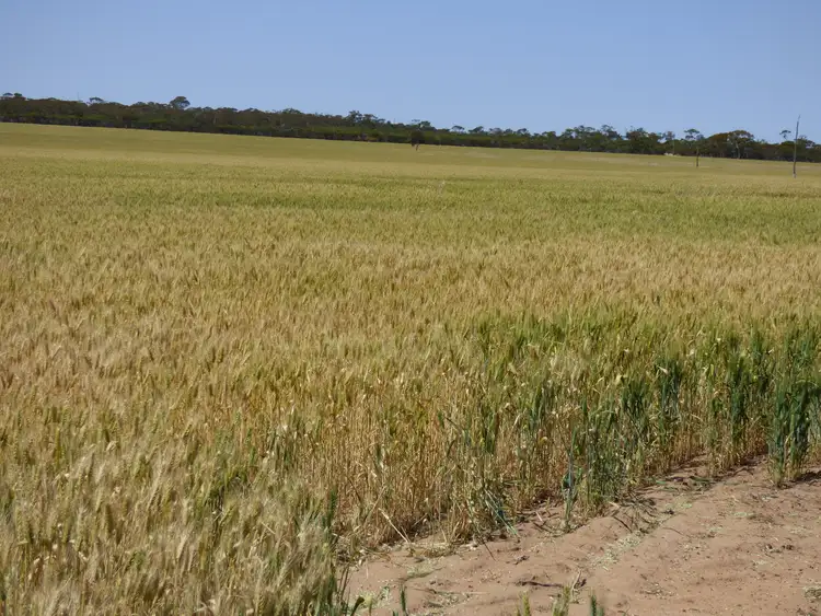 Fifth view of Homely land listing, 22427 Merredin - Narembeen Road, Merredin WA 6415
