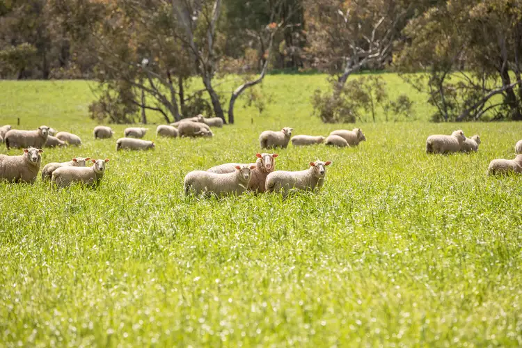 Sixth view of Homely rural property listing, 1911 Casterton-Edenhope Rd, Wando Bridge VIC 3312