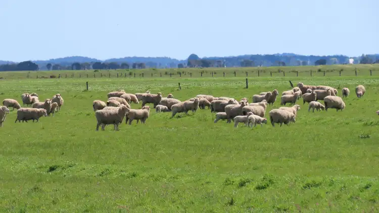 Sixth view of Homely rural property listing, Lot 141 Three Chain Road, Greenways SA 5272
