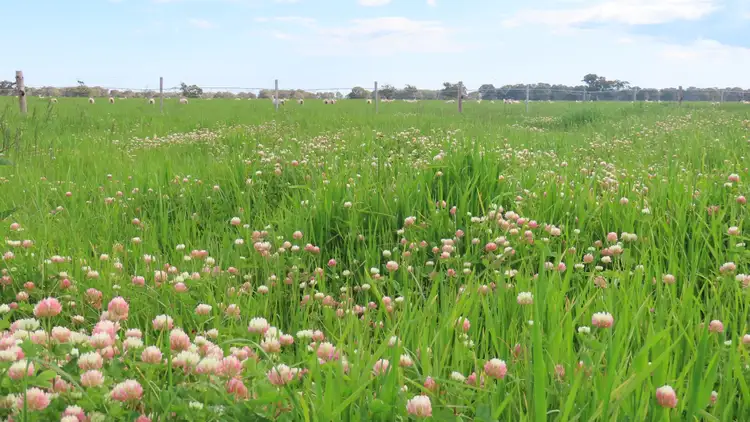 Second view of Homely rural property listing, 1324 Old Kalangadoo-Penola Rd, Monbulla SA 5277