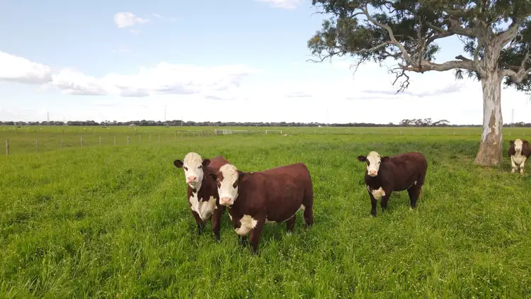Fifth view of Homely rural property listing, 1324 Old Kalangadoo-Penola Rd, Monbulla SA 5277