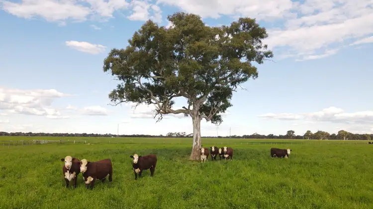 Seventh view of Homely rural property listing, 1324 Old Kalangadoo-Penola Rd, Monbulla SA 5277
