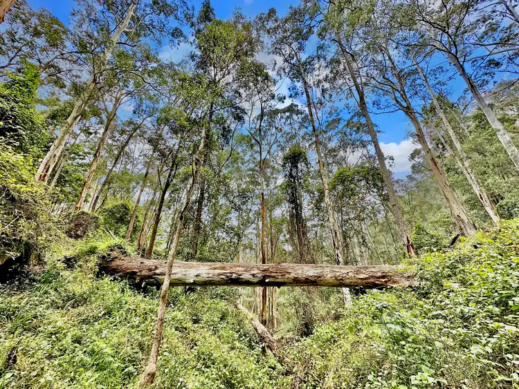 Fifth view of Homely rural property listing, Lot 24 Watagan Creek Road, Laguna NSW 2325