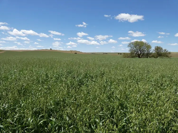 Third view of Homely rural property listing, 1256 Belalie Rd, Canowie Belt SA 5420