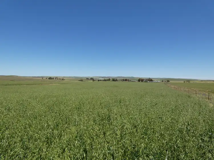 Fourth view of Homely rural property listing, 1256 Belalie Rd, Canowie Belt SA 5420