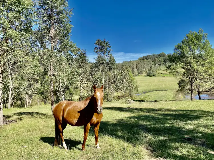 Fourth view of Homely rural property listing, 234 Upper Yango Creek Rd, Laguna NSW 2325