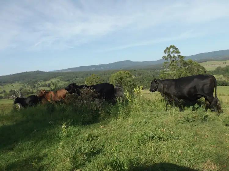 Main view of Homely rural property listing, 2914 Sextonville Rd, Woolners Arm NSW 2470
