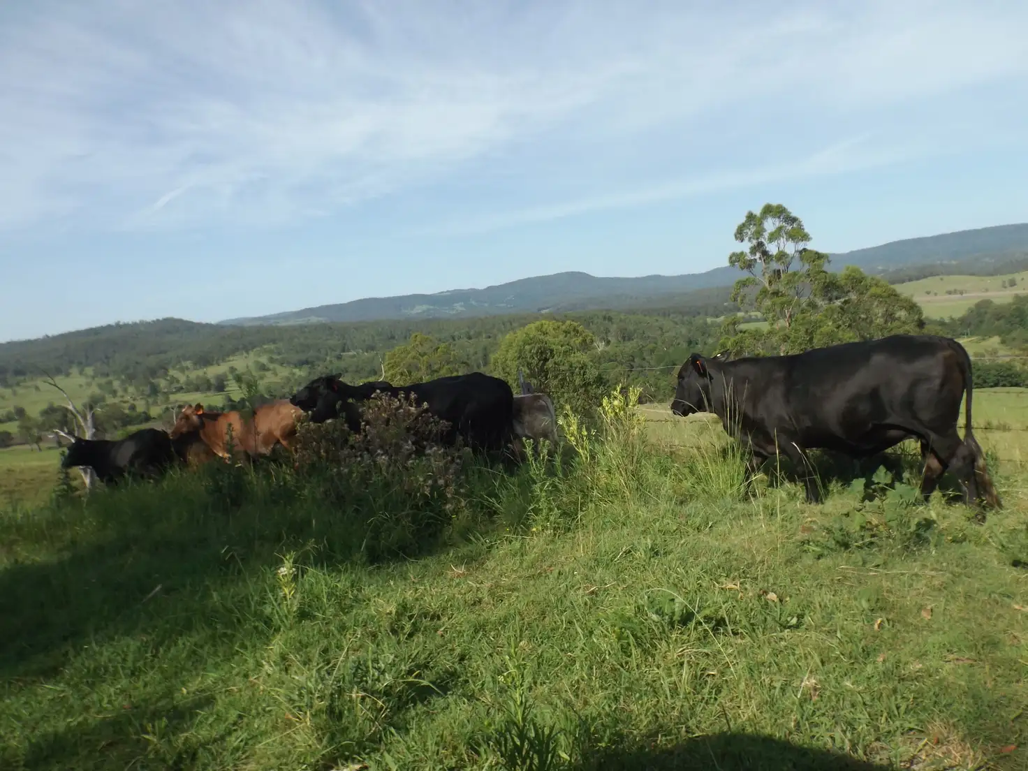 Main view of Homely rural property listing, 2914 Sextonville Rd, Woolners Arm NSW 2470