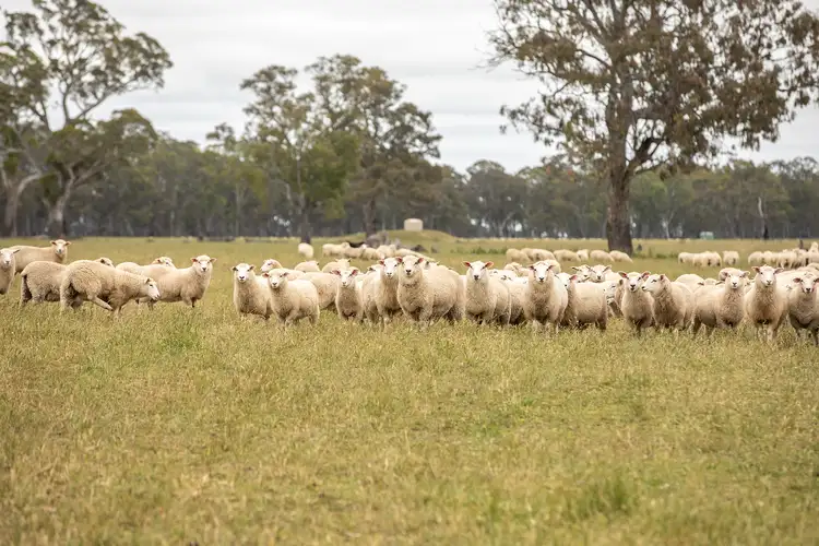 Second view of Homely rural property listing, 6159 Coleraine-Edenhope Rd, Harrow VIC 3317