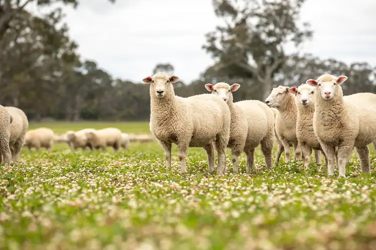 Fourth view of Homely rural property listing, 6159 Coleraine-Edenhope Rd, Harrow VIC 3317